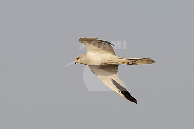 Vliegend mannetje Steppenkiekendief; Flying male Pallid harrier stock-image by Agami/Laurens Steijn,