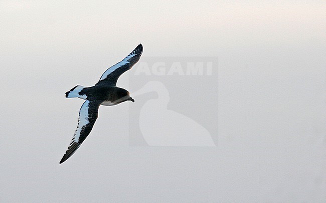 Antarctic Petrel (Thalassoica antarctica) flying over the southern Atlantic ocean. stock-image by Agami/Pete Morris,