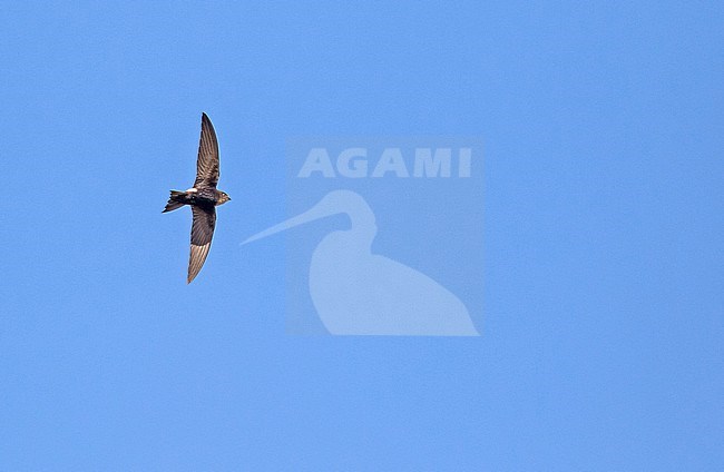 Horus sSwift (Apus horus)  in South Africa. IN flight against a blue sky. stock-image by Agami/Pete Morris,