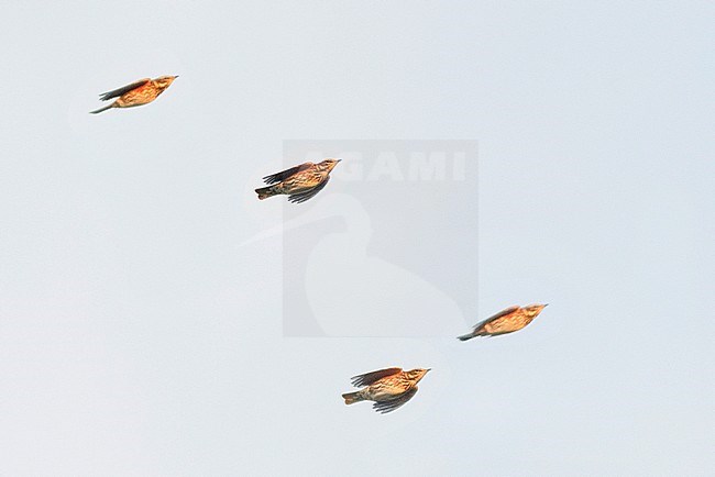 Migrating flock of Redwings (Turdus iliacus) flying overhead over Tongplaat near Dordrecht in the Netherlands. stock-image by Agami/Hans Gebuis,