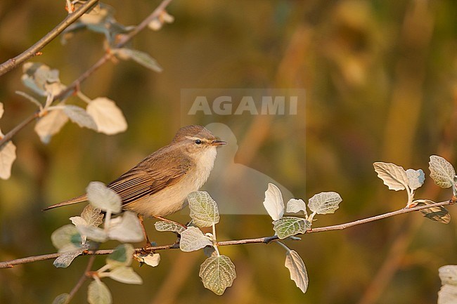 Willow Warbler - Fitis - Phylloscopus trochilus ssp. trochilus, Germany stock-image by Agami/Ralph Martin,