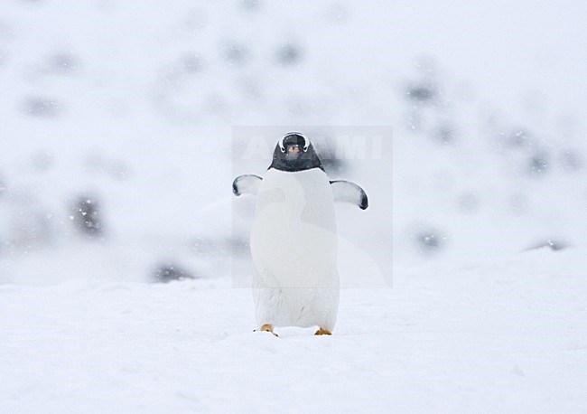 Gentoo Penguin walking in the snow; EzelspinguÃ¯n lopend in de sneeuw stock-image by Agami/Marc Guyt,