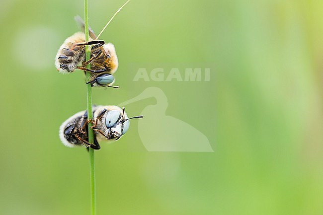 Melitturga clavicornis is a small solitary wild bee stock-image by Agami/Ralph Martin,