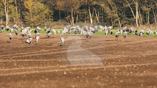 Kraanvogels tijdens de najaarstrek, Common Cranes during migration stock-image by Agami/Wil Leurs,