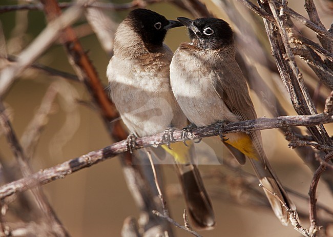 Paartje Arabische Buulbuuls; Pair of White-spectacled Bulbuls stock-image by Agami/Markus Varesvuo,
