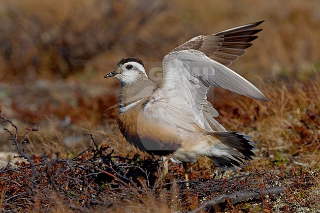 Morinelplevier in broedkleed, Eurasian Dotterel in breedingplumage stock-image by Agami/Daniele Occhiato,