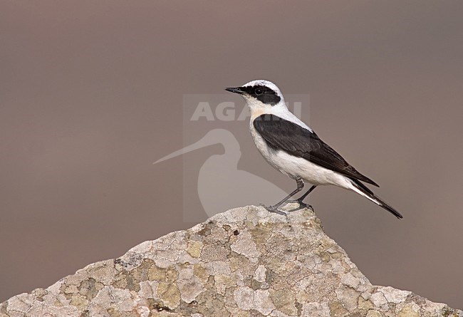 Eastern Black-eared Wheatear perched; Oostelijke Blonde Tapuit zittend stock-image by Agami/Marc Guyt,