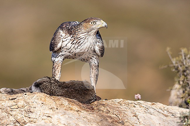 Male Bonelli's Eagle plucking the rabbit. stock-image by Agami/Onno Wildschut,