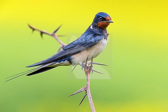 Adult Barn Swallow (Hirundo rustica) in Italy. stock-image by Agami/Daniele Occhiato,