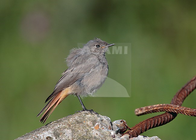 Juveniele Zwarte Roodstaart, Juvenile Black Redstart stock-image by Agami/Reint Jakob Schut,