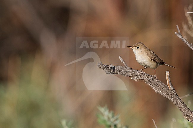 Syke's Warbler - Steppenspötter - Iduna rama, Kazakhstan stock-image by Agami/Ralph Martin,