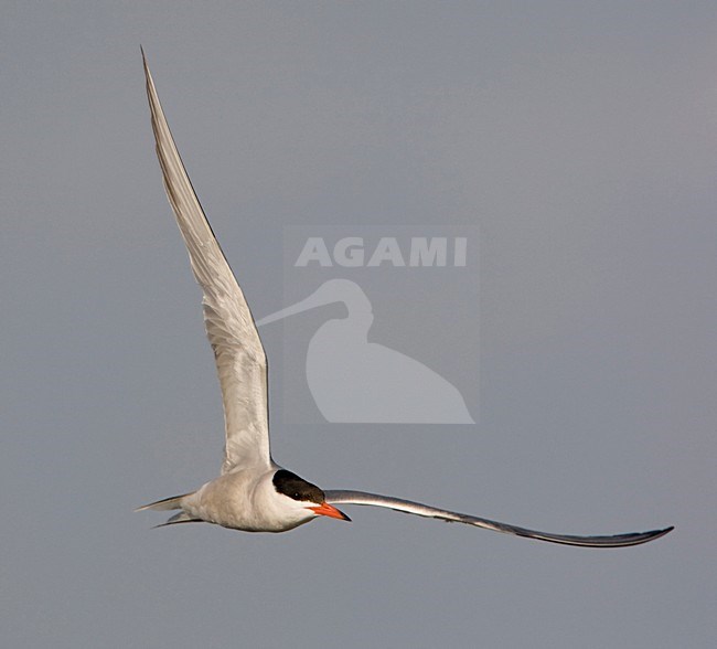 Flying Common Tern; Vliegende Visdief stock-image by Agami/Arie Ouwerkerk,