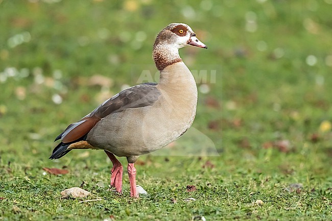 Adult male Egyptian Goose (Alopochen aegyptiacus) walking on grass in Maelaerts Lake, Wolluwe Saint Lambert, Brussels, Brabant, Belgium. stock-image by Agami/Vincent Legrand,