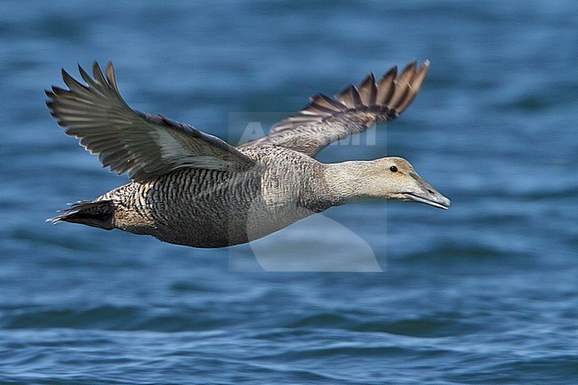 Common Eider (Somateria mollissima) flying in Churchill, Manitoba, Canada. stock-image by Agami/Glenn Bartley,