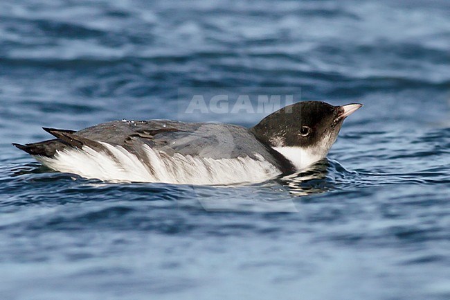 Ancient Murrelet (Synthliboramphus antiquus) swimming on the ocean near Victoria, BC, Canada. stock-image by Agami/Glenn Bartley,