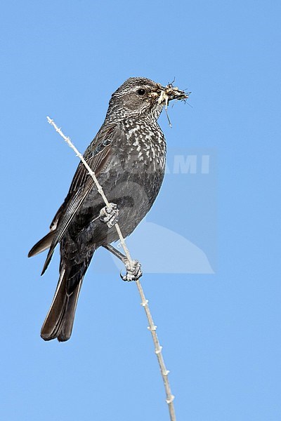 Adult female 
Kern Co., CA 
May 2006 stock-image by Agami/Brian E Small,