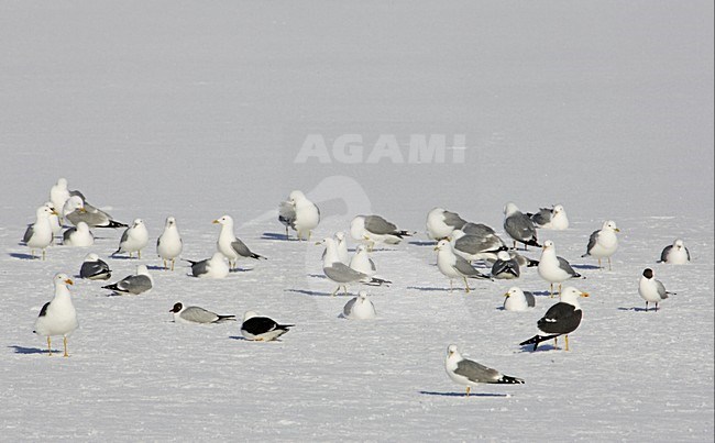 Stormmeeuwen in de sneeuw; Mew Gulls in the snow stock-image by Agami/Markus Varesvuo,