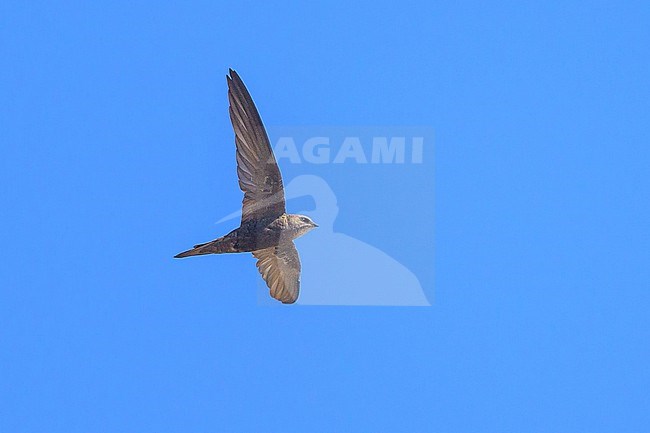 Forbes-Watson's Swift (Apus berliozi) in Oman. stock-image by Agami/Sylvain Reyt,