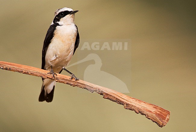 Vitatta Bonte Tapuit man zittend in dadelpalm; Vittata Pied Wheatear male perched stock-image by Agami/Marc Guyt,