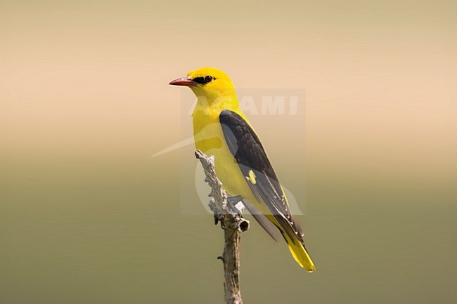 Wielewaal man zittend in boomtop; Golden Oriole male perched in top of a tree stock-image by Agami/Marc Guyt,