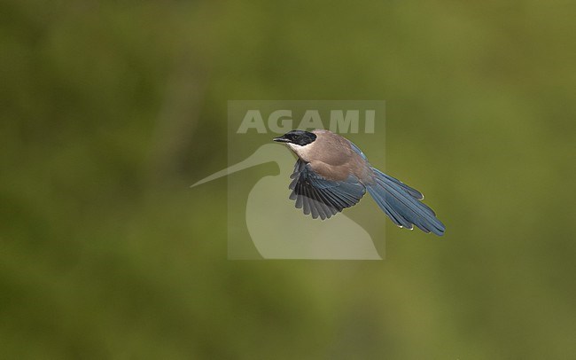 Iberian Magpie (Cyanopica cooki) single bird in flight at Sierra Morena, Andalusia, Spain stock-image by Agami/Helge Sorensen,