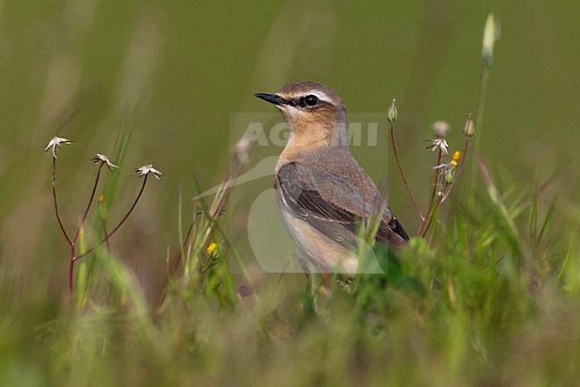 Mannetje Tapuit; Male Northern Wheatear stock-image by Agami/Daniele Occhiato,