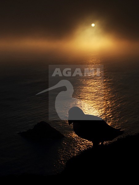 Papegaaiduiker met zonsondergang, Atlantic Puffin in sunset stock-image by Agami/Markus Varesvuo,