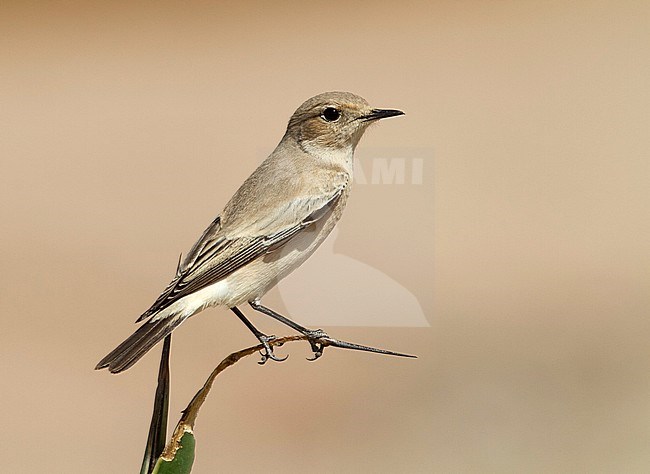 Female Desert Wheatear (Oenanthe deserti) during autumn migration in Egypt stock-image by Agami/Edwin Winkel,