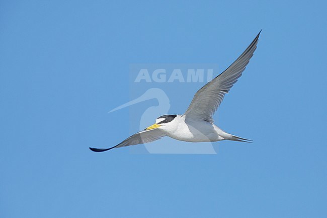 Adult Least Tern (Sternula antillarum) in summer plumage flying against blue sky in Galveston County, Texas, USA. stock-image by Agami/Brian E Small,