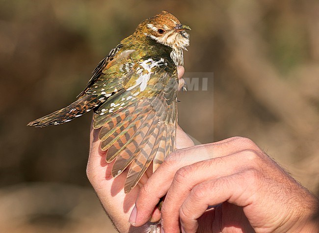 Immature Diederik Cuckoo, Chrysococcyx caprius, caught in Israel. stock-image by Agami/Yoav Perlman,