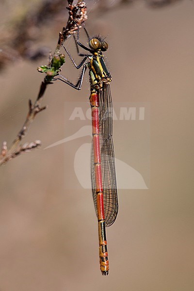 Imago Vuurjuffer; Adult Large Red Damselfly; stock-image by Agami/Fazal Sardar,