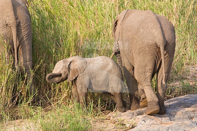 Afrikaanse Olifant in het Kruger Park; African Elephant at Kruger Park stock-image by Agami/Marc Guyt,