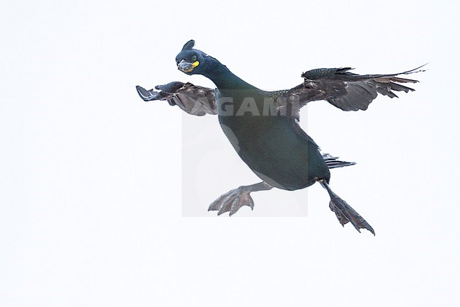 Adult European Shag (Phalacrocorax aristotelis aristotelis) in breeding colony in arctic northern Norway during breeding season. Bird landing. stock-image by Agami/Ralph Martin,