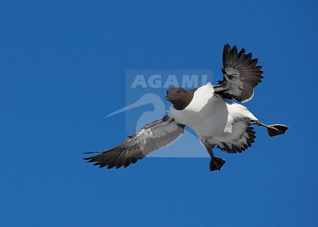 Zomerkleed Zeekoet in de vlucht; Summer plumaged Common Murre in flight stock-image by Agami/Markus Varesvuo,