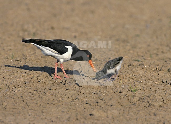 Scholekster met jong; Oystercatcher with young stock-image by Agami/Hans Gebuis,