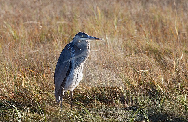 Great Blue Heron, Ardea herodias, 1stWinter at Cape Cod, Massachusetts, USA stock-image by Agami/Helge Sorensen,