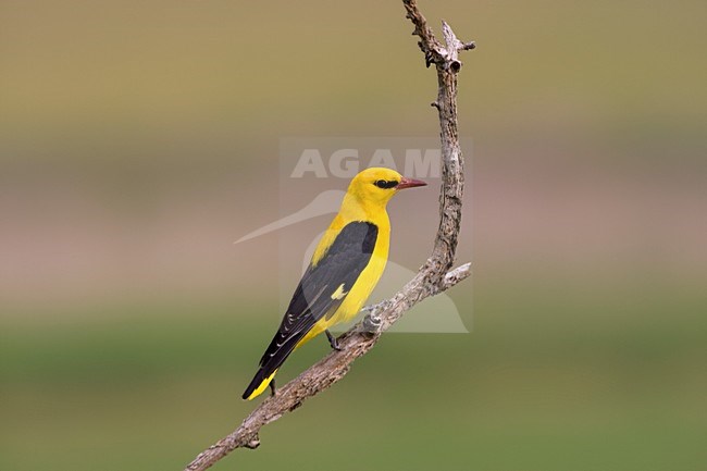 Wielewaal man zittend in boomtop; Golden Oriole male perched in top of a tree stock-image by Agami/Marc Guyt,