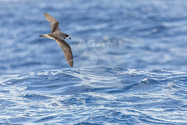 Bermuda Petrel, Pterodroma cahow, off the coast near the colony on Nonsuch island, Bermuda. Bird in flight. stock-image by Agami/Marc Guyt,