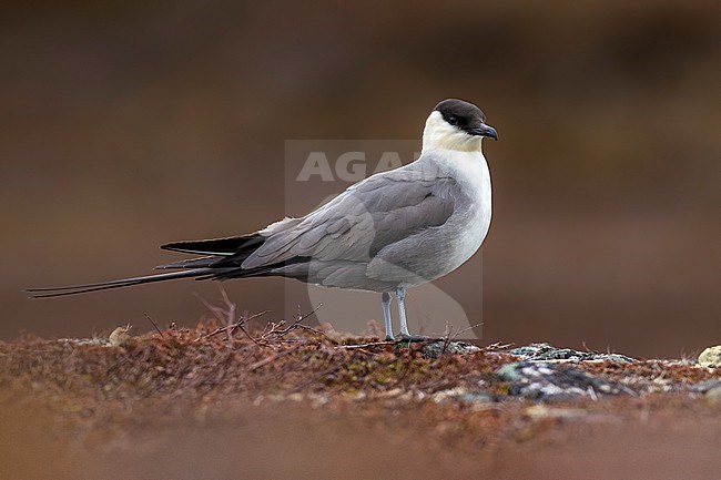 Adult Long-tailed Skua (Stercorarius longicaudus) in arctic Norway. stock-image by Agami/Daniele Occhiato,