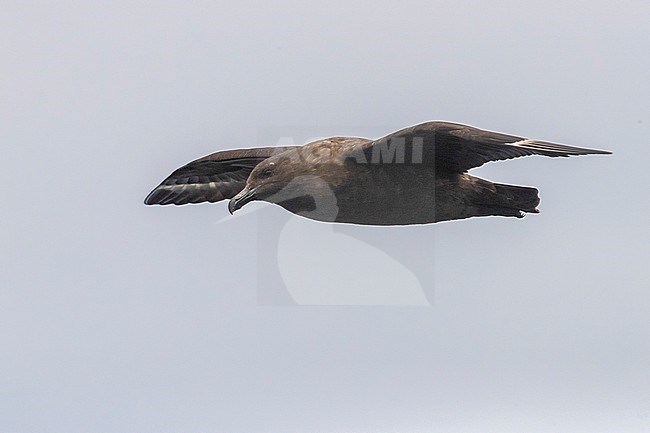 Brown Skua (Stercorarius antarcticus), side view of an individual in flight, Western Cape, South Africa stock-image by Agami/Saverio Gatto,