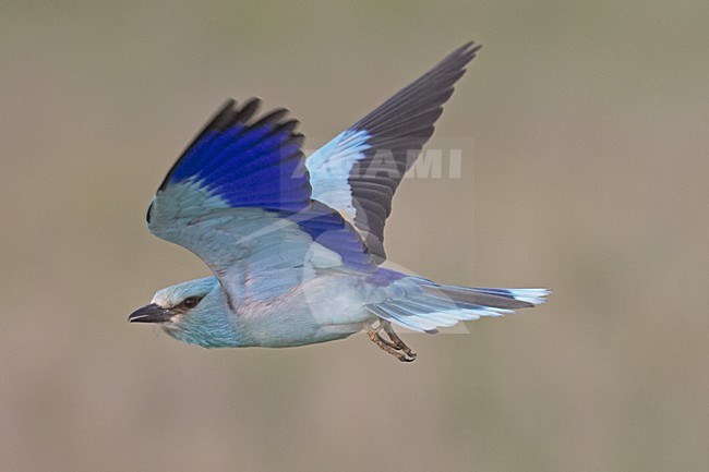 Scharrelaar vliegend; European Roller flying stock-image by Agami/Jari Peltomäki,