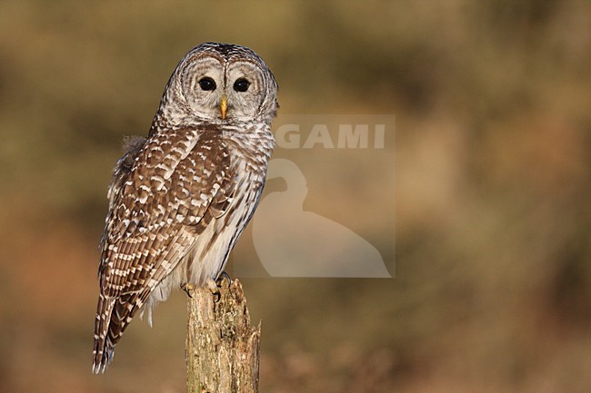 Gestreepte Uil zittend; Barred Owl perched stock-image by Agami/Chris van Rijswijk,