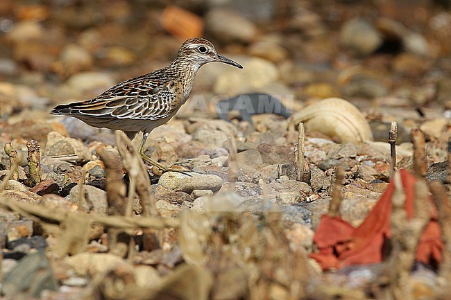 Migratnt Sharp-tailed Sandpiper, Calidris acuminata, in the Lesser Sundas, Indonesia. Foraging on a tropical beach. stock-image by Agami/James Eaton,