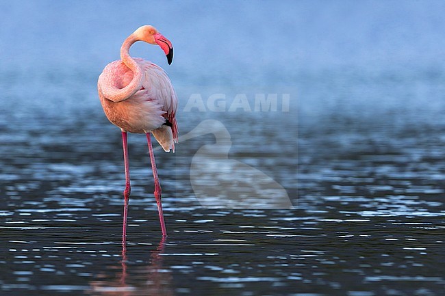 Greater Flamingo (Phoenicopterus roseus) perched in water stock-image by Agami/Daniele Occhiato,