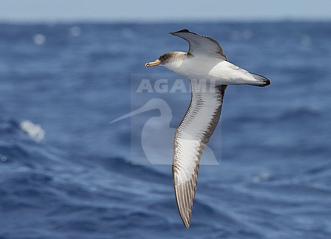 Cory's Shearwater (Calonectris diomedea) Madeira Portugal August 2012 stock-image by Agami/Markus Varesvuo,