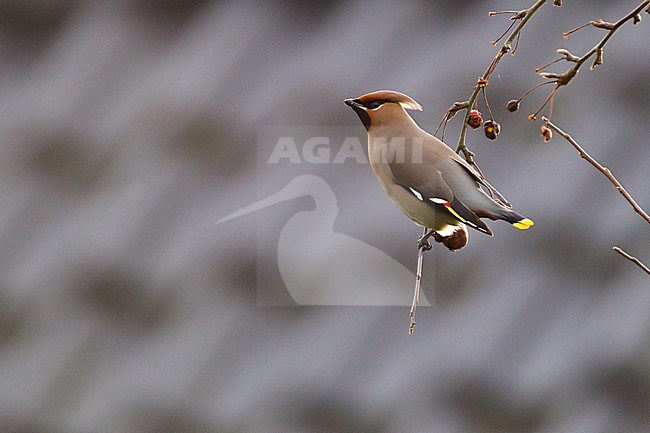 Pestvogel, Bohemian Waxwing stock-image by Agami/Menno van Duijn,