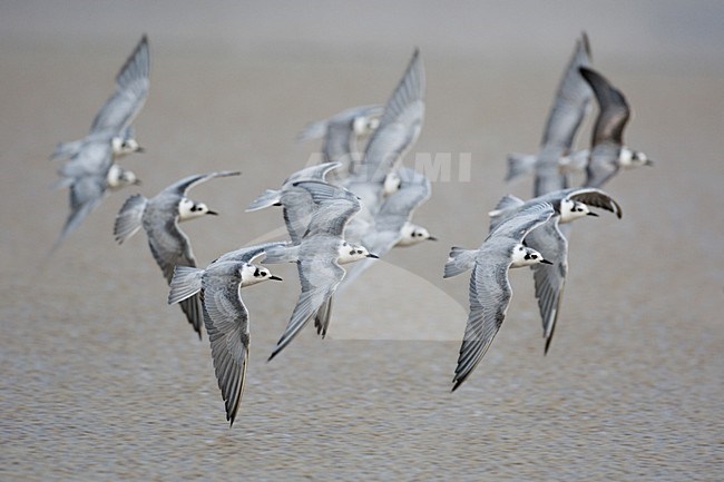 Witvleugelstern in vlucht; White-winged Black Tern in flight stock-image by Agami/Daniele Occhiato,