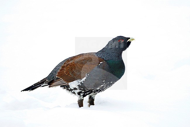 Male Capercaillie (Tetrao urogallus) standing in snow in northern Finland. stock-image by Agami/Marc Guyt,