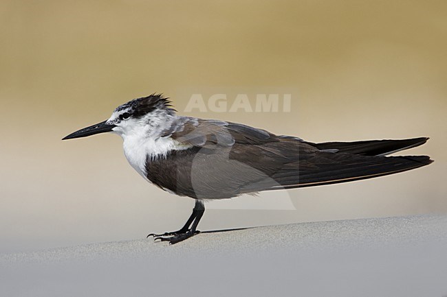 Brilstern in zit; Bridled Tern perched stock-image by Agami/Daniele Occhiato,
