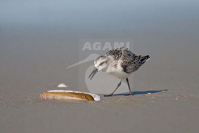 Drieteenstrandloper foeragerend op Amerikaanse zwaardschede; Sanderling feeding on American Jack knife clam stock-image by Agami/Arnold Meijer,